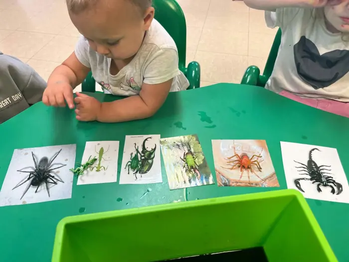 A young child exploring illustrated insect cards at a classroom table